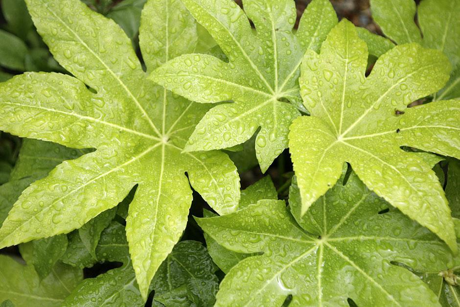 Low Maintenance Evergreen Planting