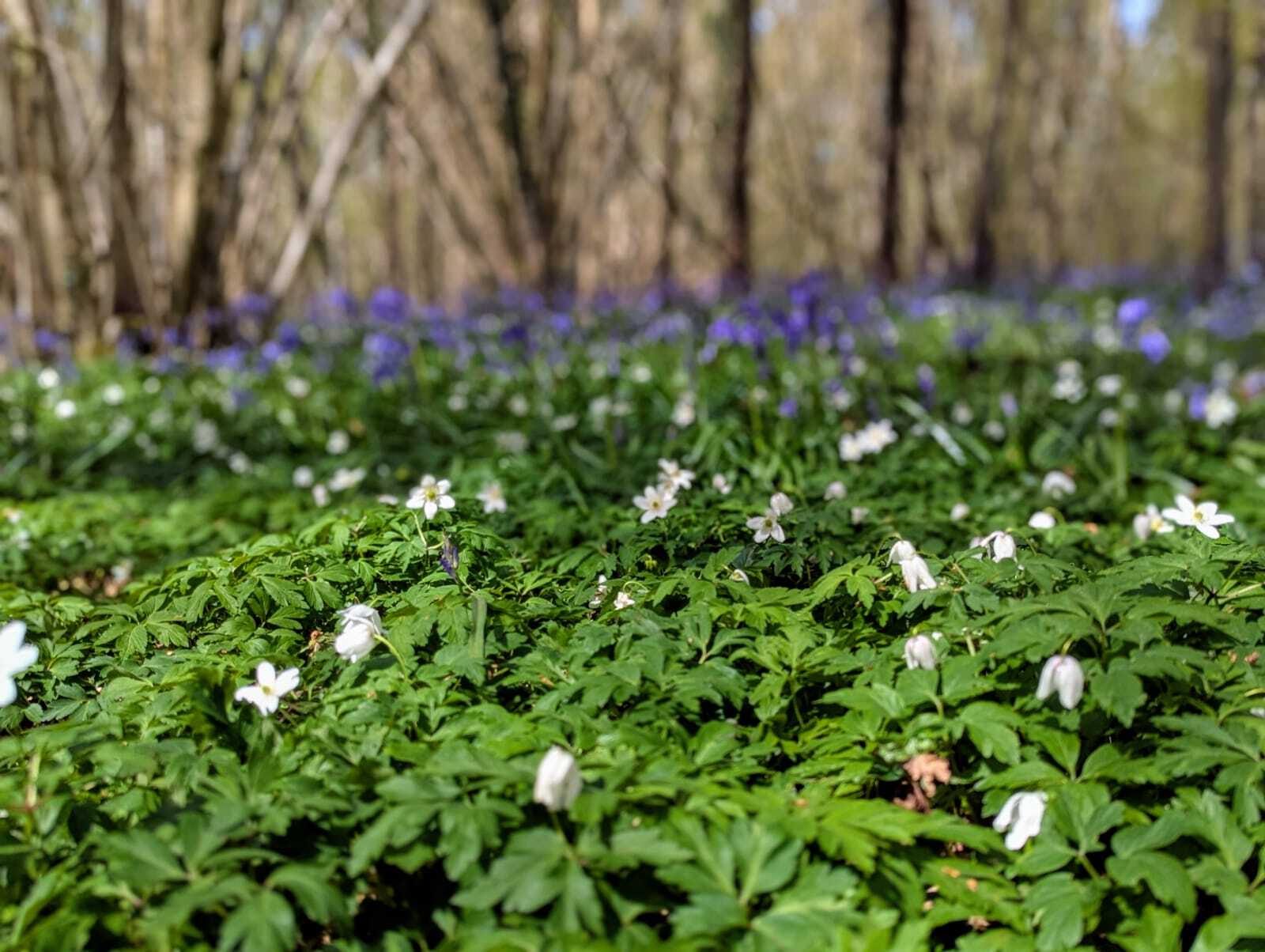 Easter Bank Holiday 2025 – Garden Escapes for S.W London