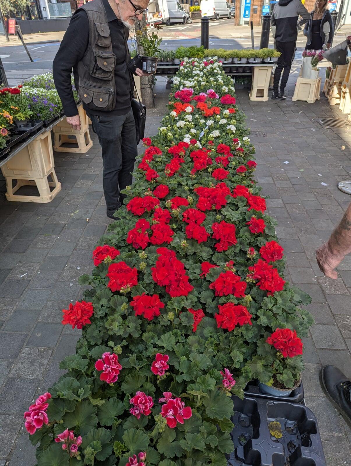 Year Long Blooms - Low Prices - Plant Now En-masse