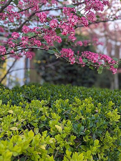 Spring Front Garden