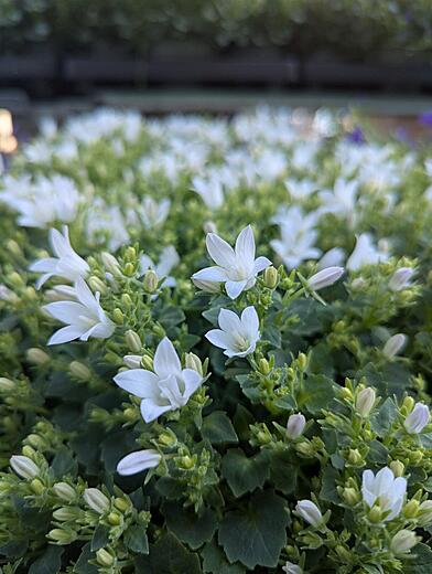 Campanula