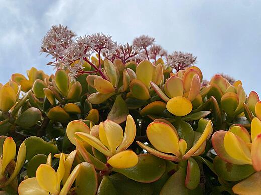 Crassula Ovata