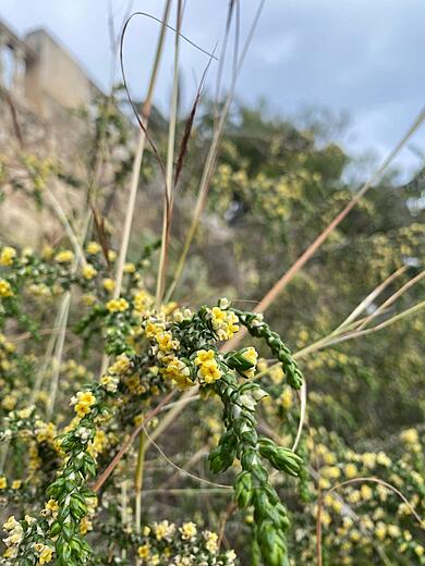Thyme