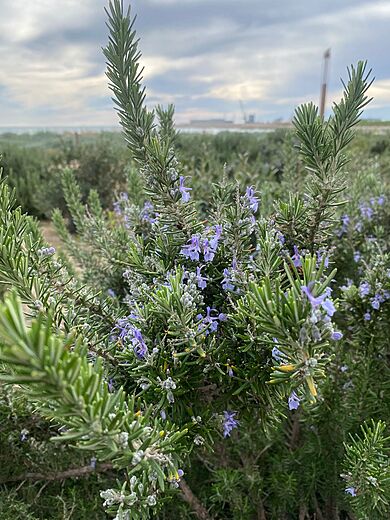 Rosemary