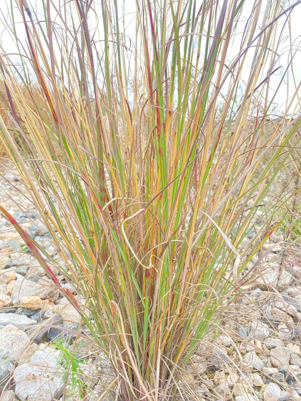 Carex Red Rooster