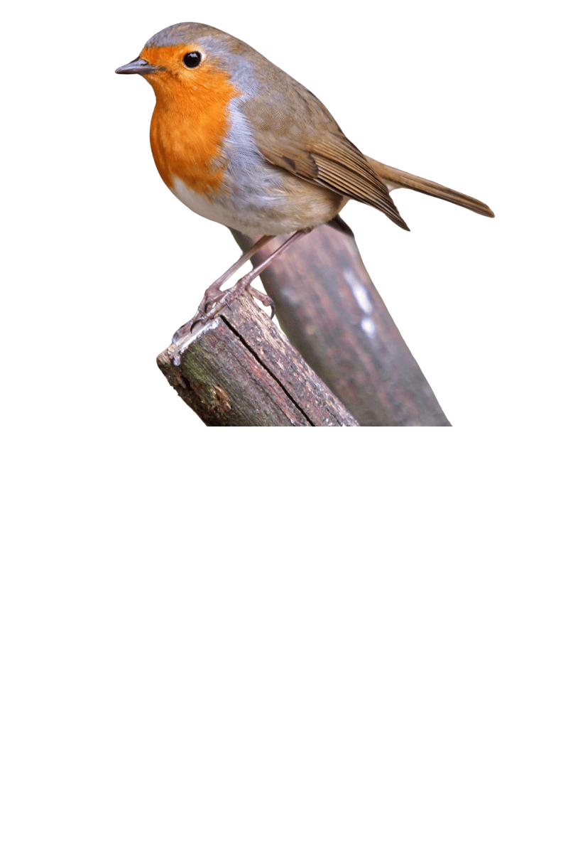 Garden Robin